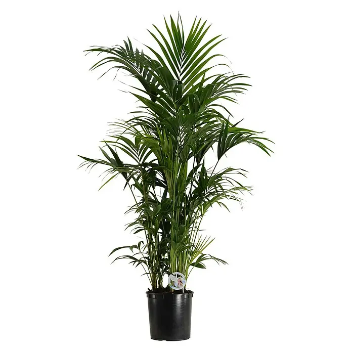 Piardino Air So Pure Howea forsteriana - Howea forsteriana, Tamaño de maceta: 19 cm - Vista frontal