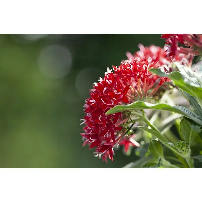 Piardino Pentas lanceolata - Pentas lanceolata 'Trio', Volumen de la maceta: 15 l - Primer plano
