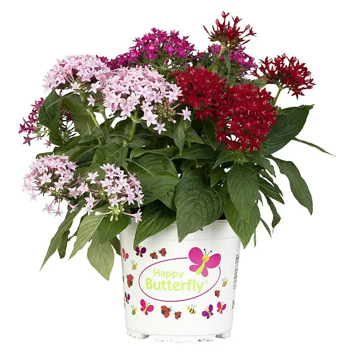 Piardino Pentas lanceolata - Pentas lanceolata 'Trio', Volumen de la maceta: 15 l - Vista frontal