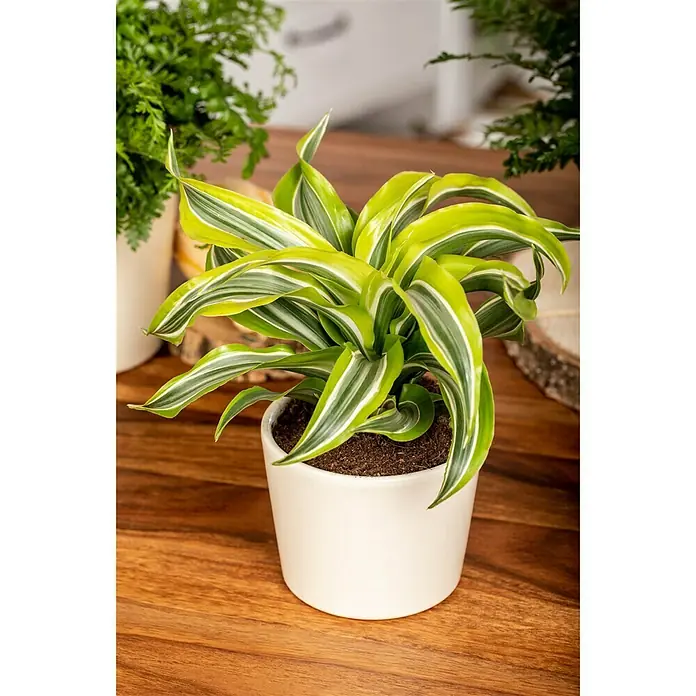 Piardino Drachenbaum - Dracaena fragrans Lemon Lime, Topfgröße: 12 cm - Stimmungsaufnahme