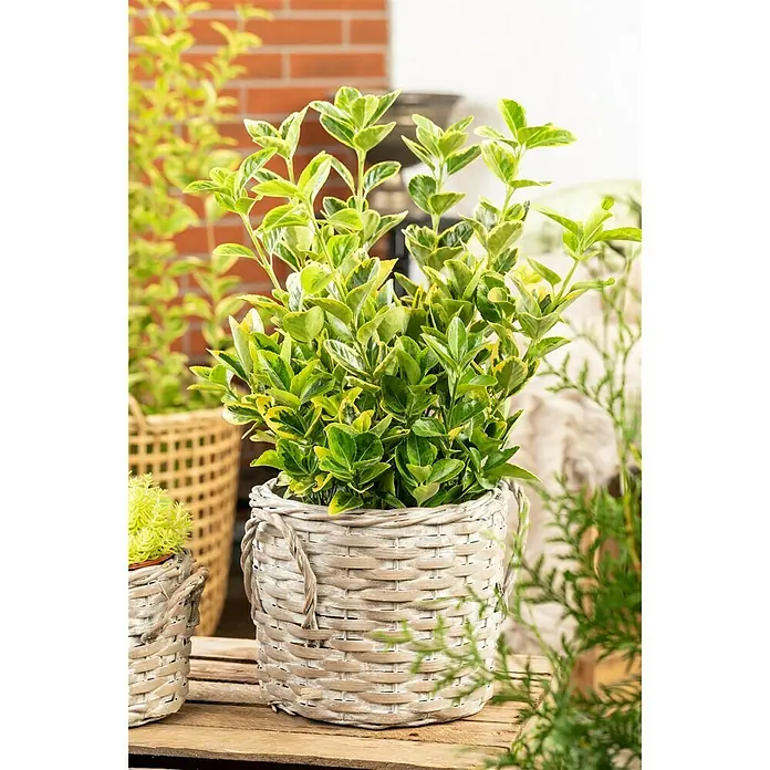 Piardino Spindelstrauch - Euonymus japonica - Stimmungsaufnahme