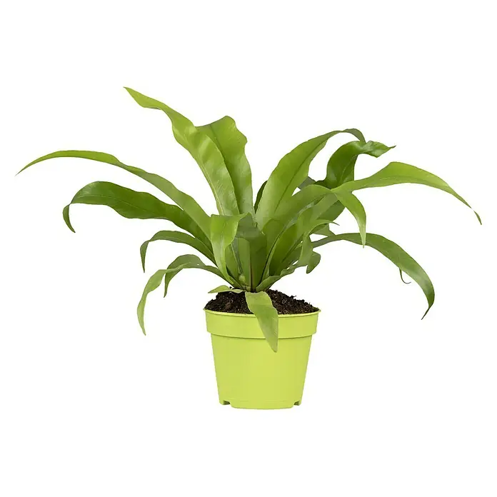 Piardino Nestfarn Leslie - Asplenium antiquum Leslie, Topfgröße: 12 cm, Grün - Vorderansicht