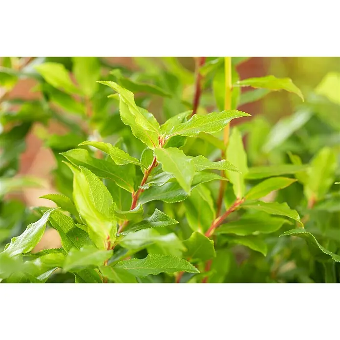 Piardino Heidelbeere - Vaccinium corymbosum 'Lucky Berry', Topfgröße: 23 cm, Erntezeit: Juli - Oktober - Detailaufnahme