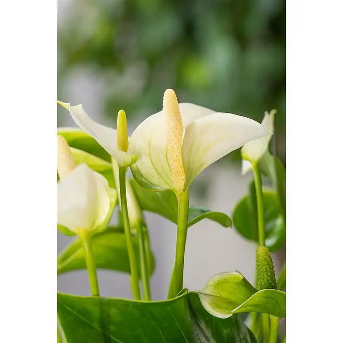 Piardino Flamingoblume - Anthurium andreanum, Topfgröße: 12 cm, Orange/Gelb - Detailaufnahme