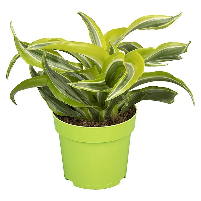 Piardino Drachenbaum - Dracaena fragrans Lemon Lime, Topfgröße: 12 cm - Vorderansicht