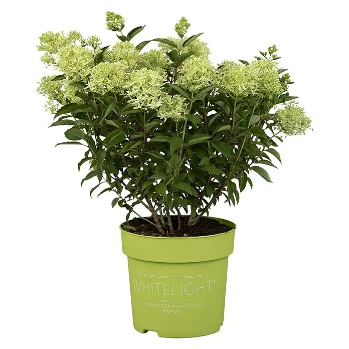 Piardino Hortensie - Hydrangea paniculata, Artenabhängig - Vorderansicht