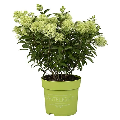 Piardino  Hortensie