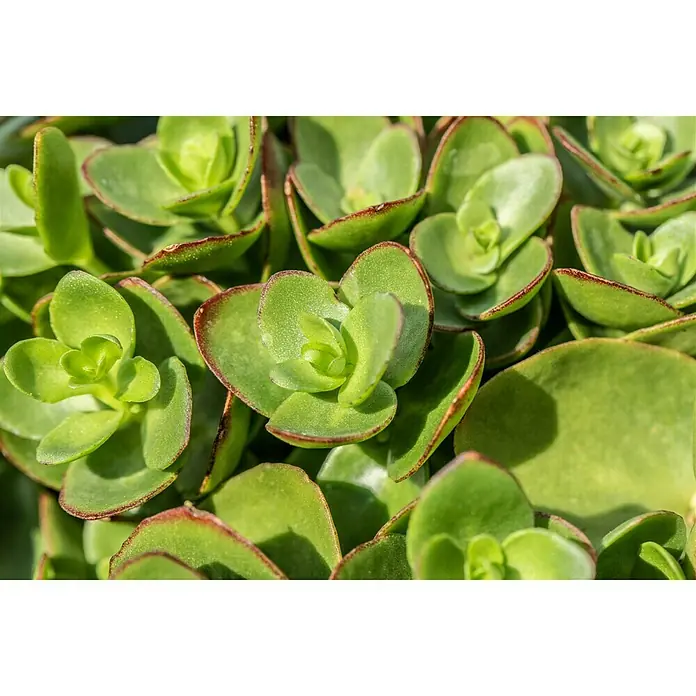 Piardino Garten-Fettblatt - Sedum ewersii, Rosa - Detailaufnahme