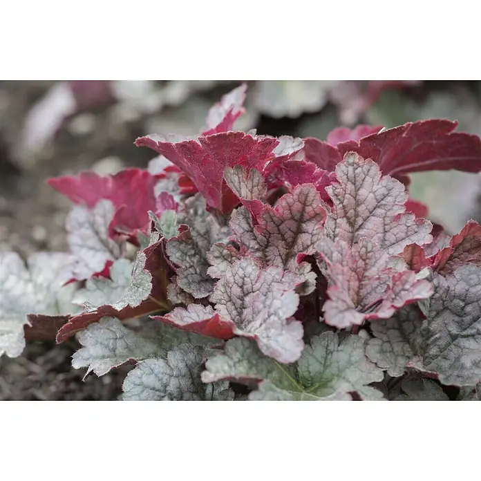 Piardino Purpurglöckchen - Heuchera Hybride, Topfgröße: 13 cm, Rot - Detailaufnahme