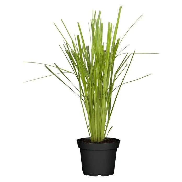 Piardino Pampasgras - Cortaderia selloana, Topfgröße: 23 cm, Blütenfarbe: Weiß - Vorderansicht
