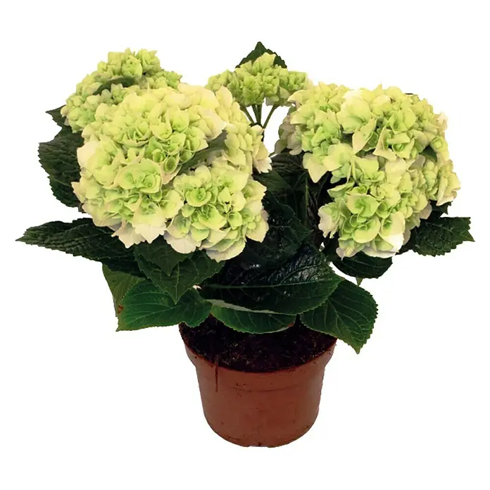 Piardino Bauernhortensie - Hydrangea macrophylla, Topfgröße: 13 cm, Weiß - Vorderansicht