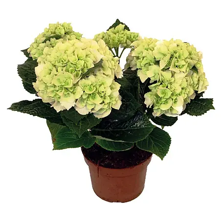Piardino  Bauernhortensie