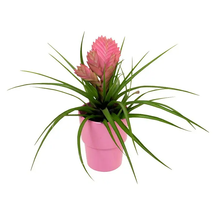 Piardino Tillandsie - Tillandsia cyanea, Topfgröße: 9 cm, Rosa - Vorderansicht