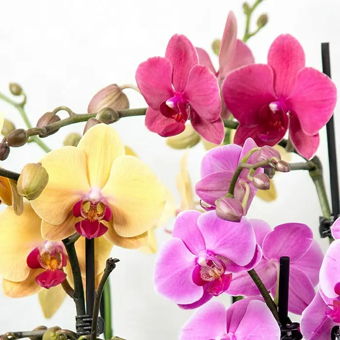 Piardino Orquídea mariposa - Phalaenopsis Hybride, Tamaño de maceta: 12 cm, Dependiendo de la variedad, Número de brotes: 2 ud., En posición vertical - Primer plano