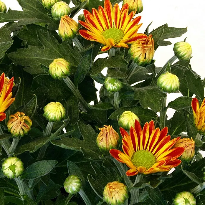 Piardino Herbst-Chrysantheme - Dendranthema Hybride Robinho Red, Topfgröße: 12 cm, Rot - Detailaufnahme