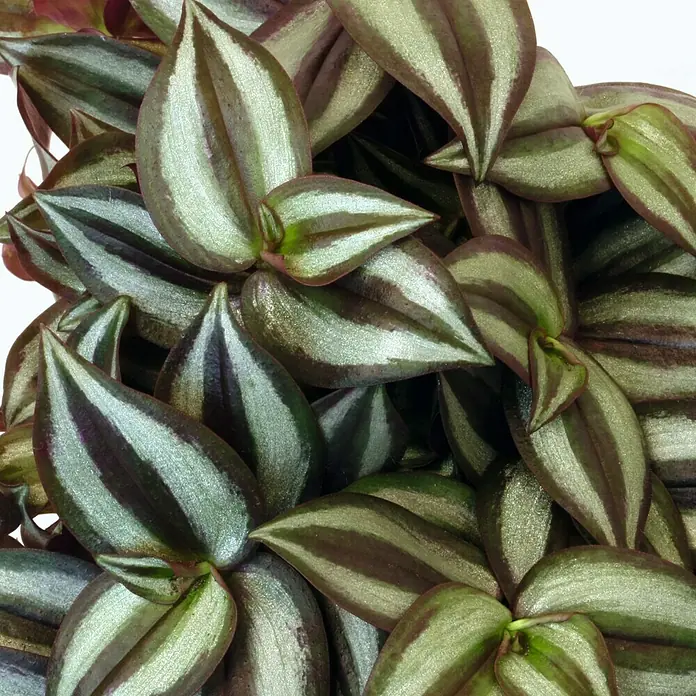 Piardino Zebrina - Tradescantia zebrina, Tamaño de maceta: 12 cm - Primer plano