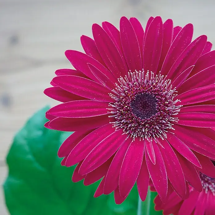 Piardino Gerbera - Gerbera jamesonii, Topfgröße: 12 cm, Blütenfarbe: Sortenabhängig - Detailaufnahme