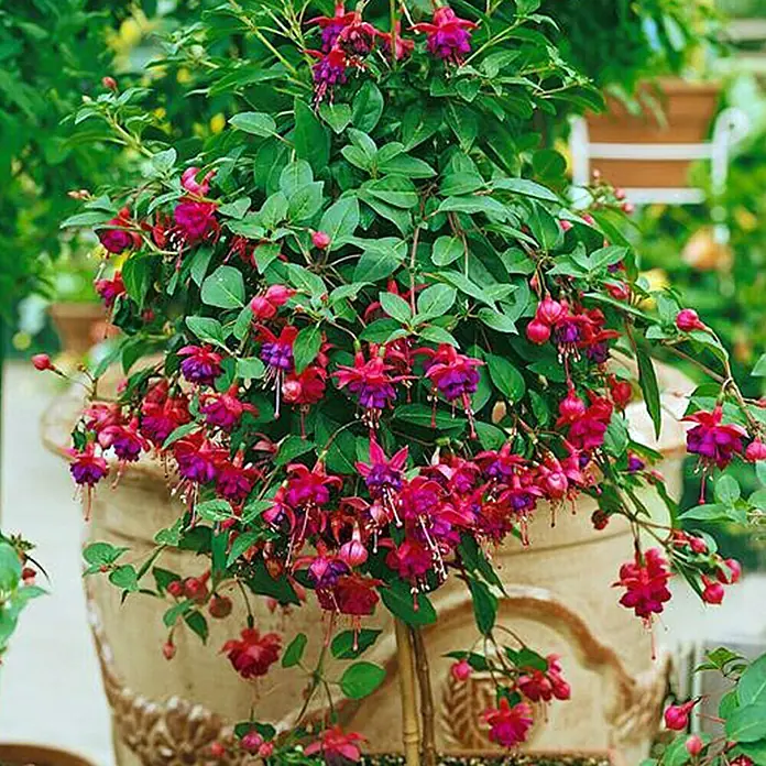 Piardino Fucsia - Fuchsia Hybride, Tamaño de maceta: 19 cm - Foto ambiente