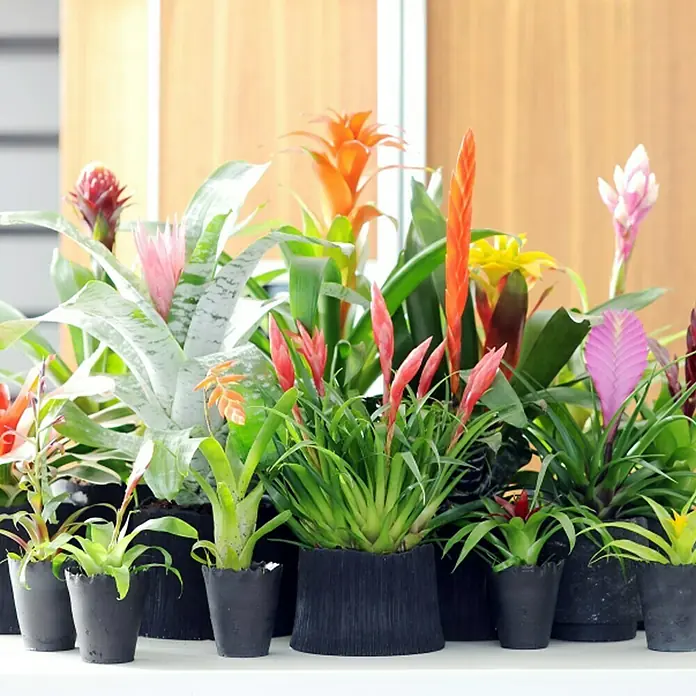 Piardino Bromelie - Guzmania Hybride Tala Knots, Topfgröße: 12 cm, Orange - Stimmungsaufnahme
