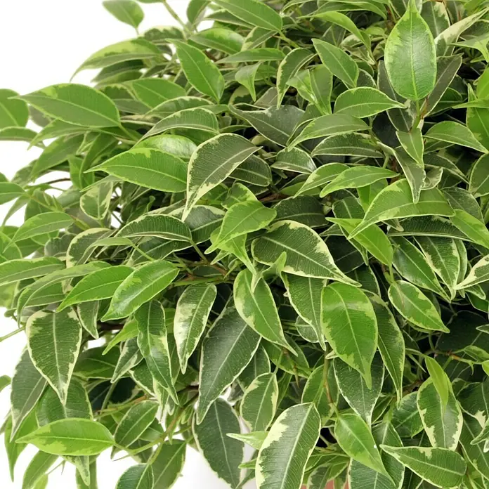 Piardino Birken-Feige - Ficus benjamina Lovely, Topfgröße: 12 cm, Grün - Detailaufnahme