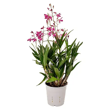 Piardino  Orchidee