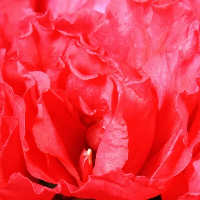 Piardino Zimmerazalee - Rhododendron simsii Long Life, Topfgröße: 13 cm, Rot - Detailaufnahme