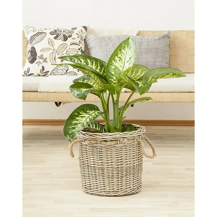 Piardino Dieffenbachie Tropic Snow - Dieffenbachia seguine Tropic Snow, Topfgröße: 24 cm, Blattfarbe: Bunt - Stimmungsaufnahme