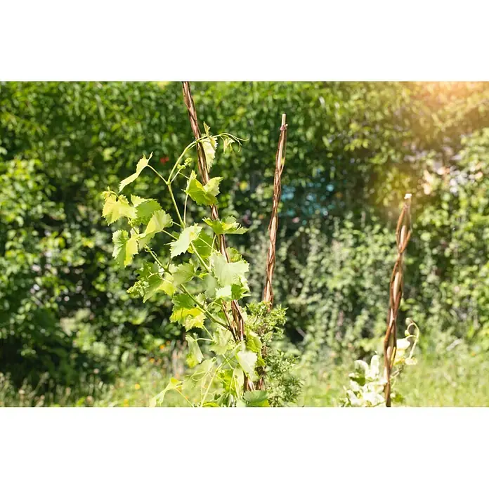 Windhager Pflanzstab Sintra - Weide, Ø x L: 2 x 130 cm, Braun