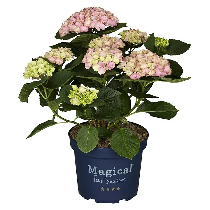 Piardino Hortensie - Hydrangea macrophylla 'Magical', Artenabhängig - Vorderansicht