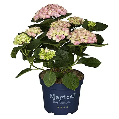 Piardino  Hortensie 'Magical'