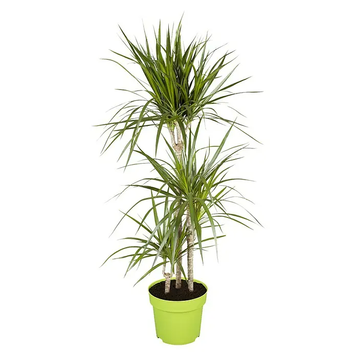 Piardino Drachenbaum - Dracaena marginata, Topfgröße: 21 cm, Blattfarbe: Grün/Rot - Vorderansicht