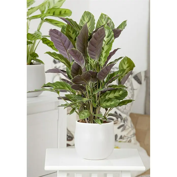 Piardino Calathea - Calathea hybride, Topfgröße: 17 cm, Grün/Weiß - Stimmungsaufnahme