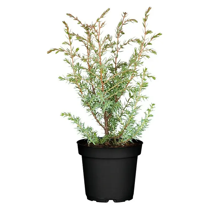 Piardino Koniferen-Mix - Chamaecyparis, Juniperus, Thuja, Topfgröße: 9 cm - Vorderansicht