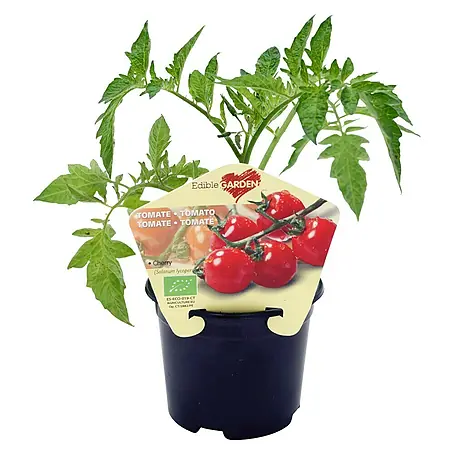Tomates cherry Eco