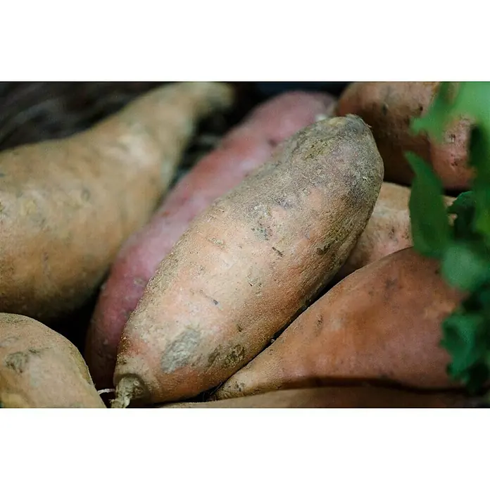 Blu Bio Süßkartoffel - Ipomea batatas, Topfgröße: 12 cm - Detailaufnahme