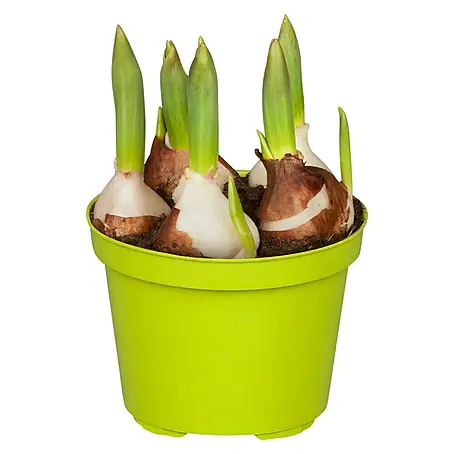 Piardino  Frühlingsblumenzwiebeln