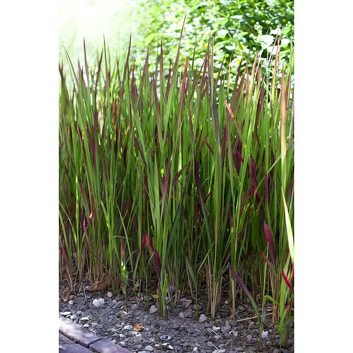 Piardino Japanisches Blutgras - Imperata cylindrica 'Red Baron', Topfgröße: 23 cm - Stimmungsaufnahme