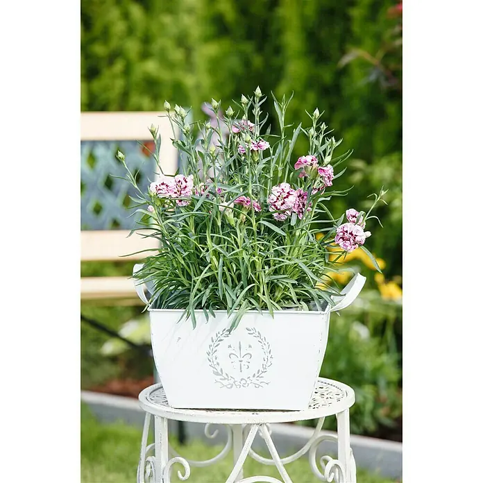 Piardino Gartennelke Capitan - Dianthus caryophyllus 'Captain', Topfgröße: 17 cm, Violett - Stimmungsaufnahme