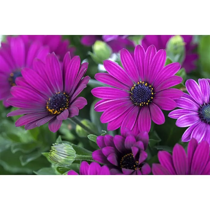 Piardino Kapkörbchen - Osteospermum ecklonis, Topfgröße: 10 cm, Sortenabhängig - Detailaufnahme