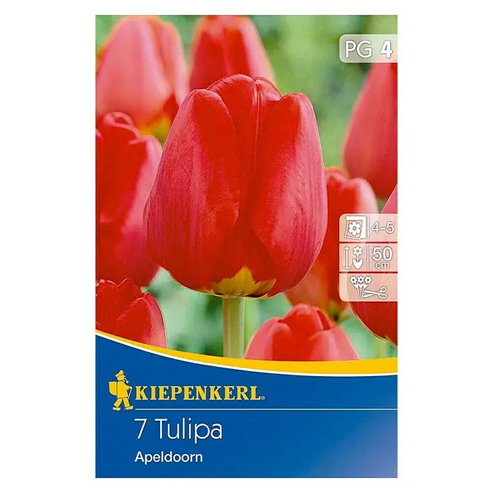 Kiepenkerl Frühlingsblumenzwiebeln Tulpe 'Apeldoorn' - Tulipa x hybrida, 7 Stk. - Vorderansicht