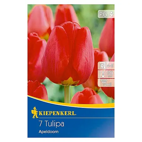 Kiepenkerl  Frühlingsblumenzwiebeln Tulpe 'Apeldoorn'
