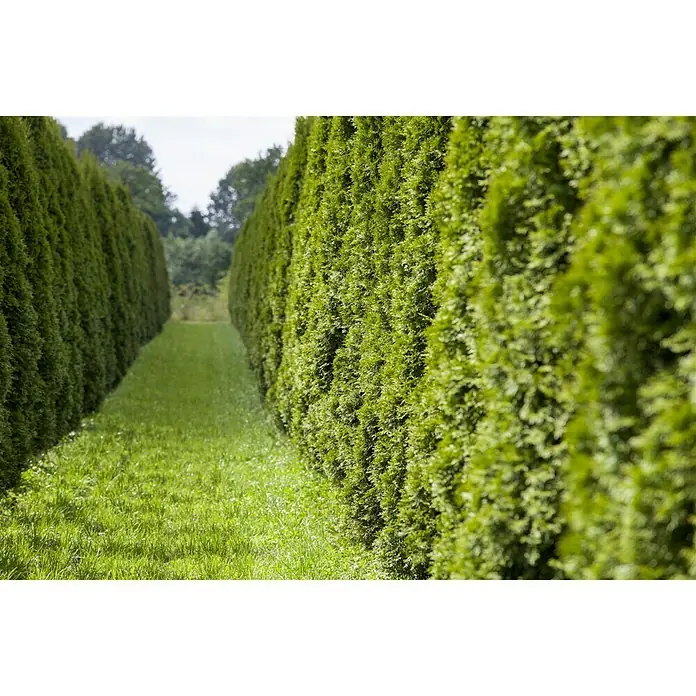 Piardino Tuya occidental - Thuja occidentalis 'Smaragd' - Foto ambiente