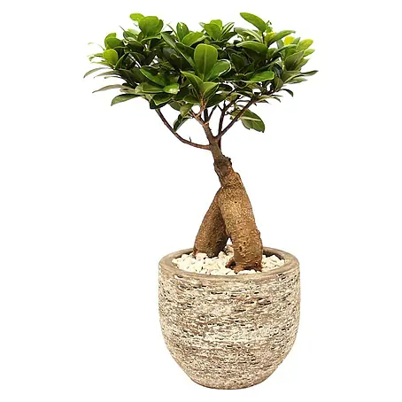 Piardino  Bonsai Ginseng