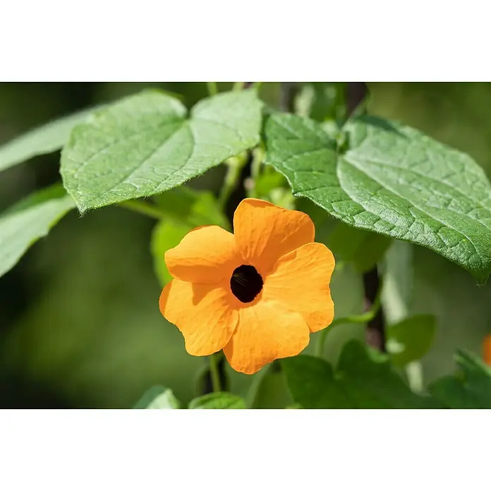 Piardino Schwarzäugige Susanne - Thunbergia alata, Pyramide, Blütenfarbe: Mehrfarbig - Detailaufnahme