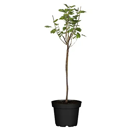 Piardino  Rote Johannisbeere Stämmchen
