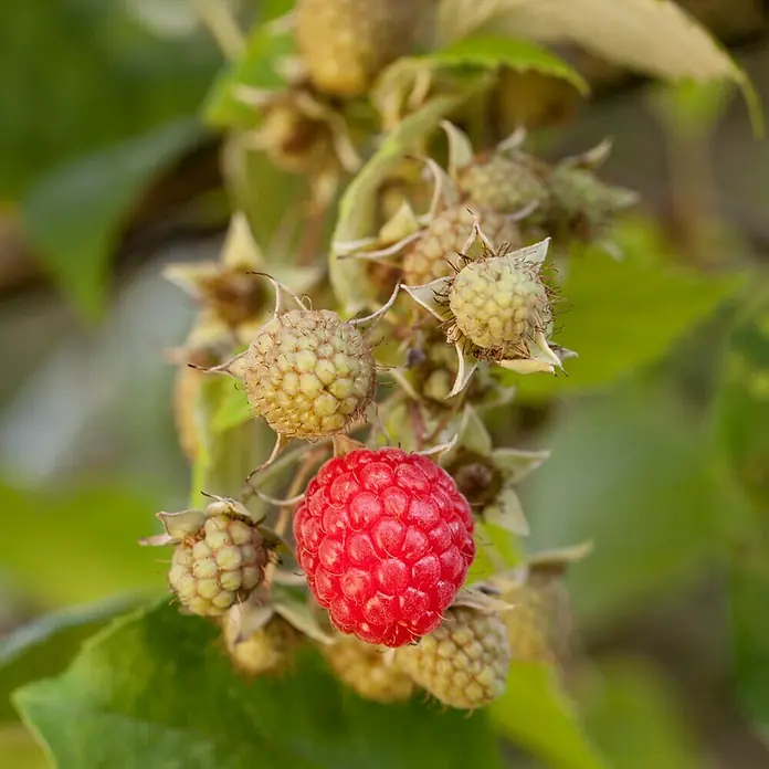 Piardino Himbeere Autumn Bliss - Rubus idaeus, Erntezeit: August - September - Detailaufnahme