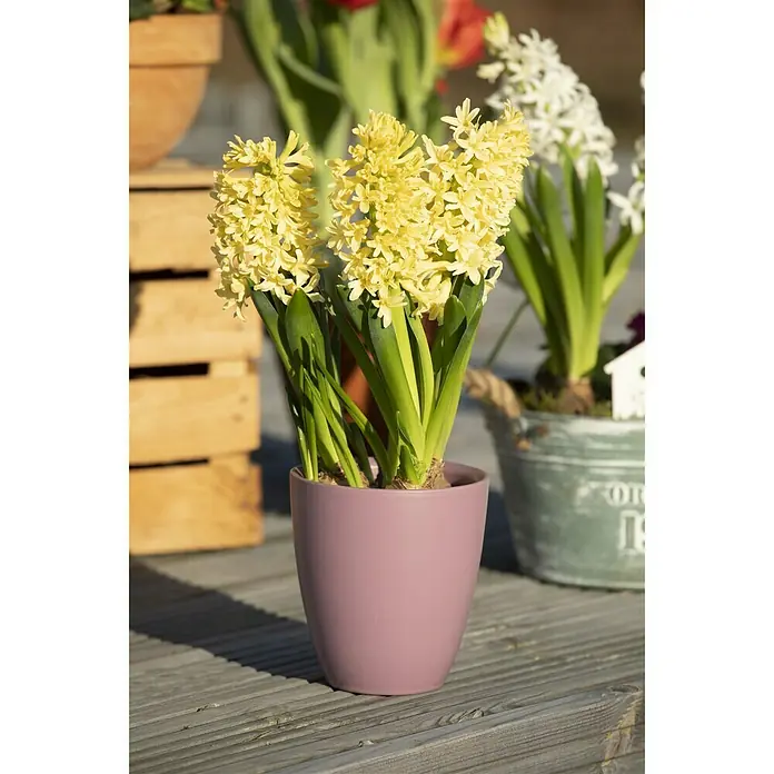 Piardino Frühlingsblumenzwiebeln 'Gipsy Princess' - Hyacinthus orientalis 'Gipsy Princess', Gelb - Stimmungsaufnahme