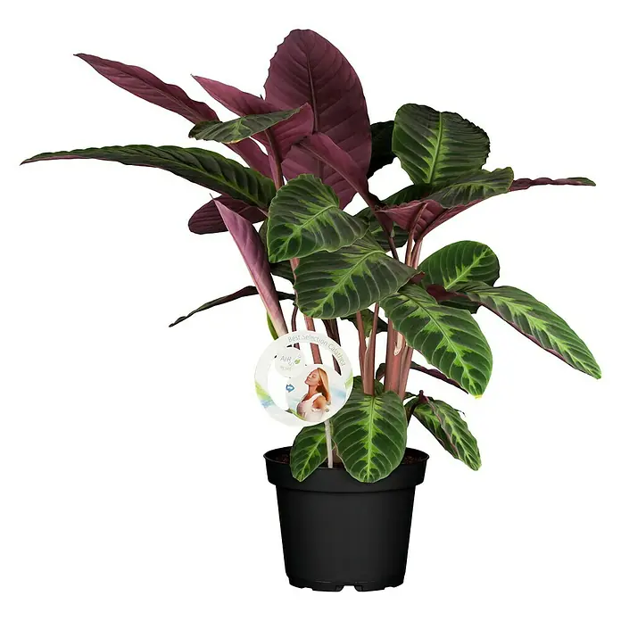Piardino Air So Pure Calatea - Calathea, Tamaño de maceta: 17 cm - Vista frontal