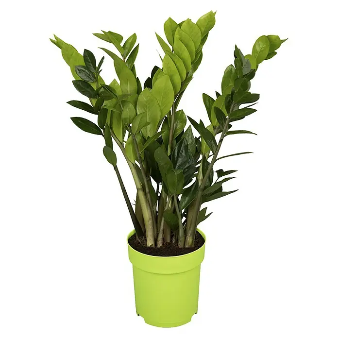 Piardino Glücksfeder - Zamioculcas zamiifolia, Topfgröße: 17 cm - Vorderansicht