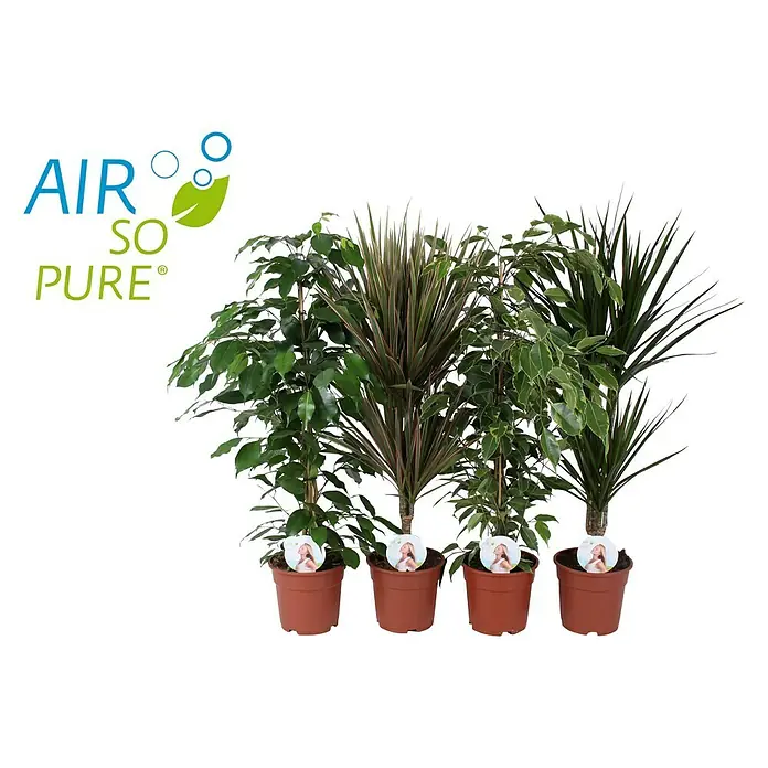 Piardino Air So Pure Pflanzen-Mix Exclusive - Artenmix, Topfgröße: 17 cm - Vorderansicht